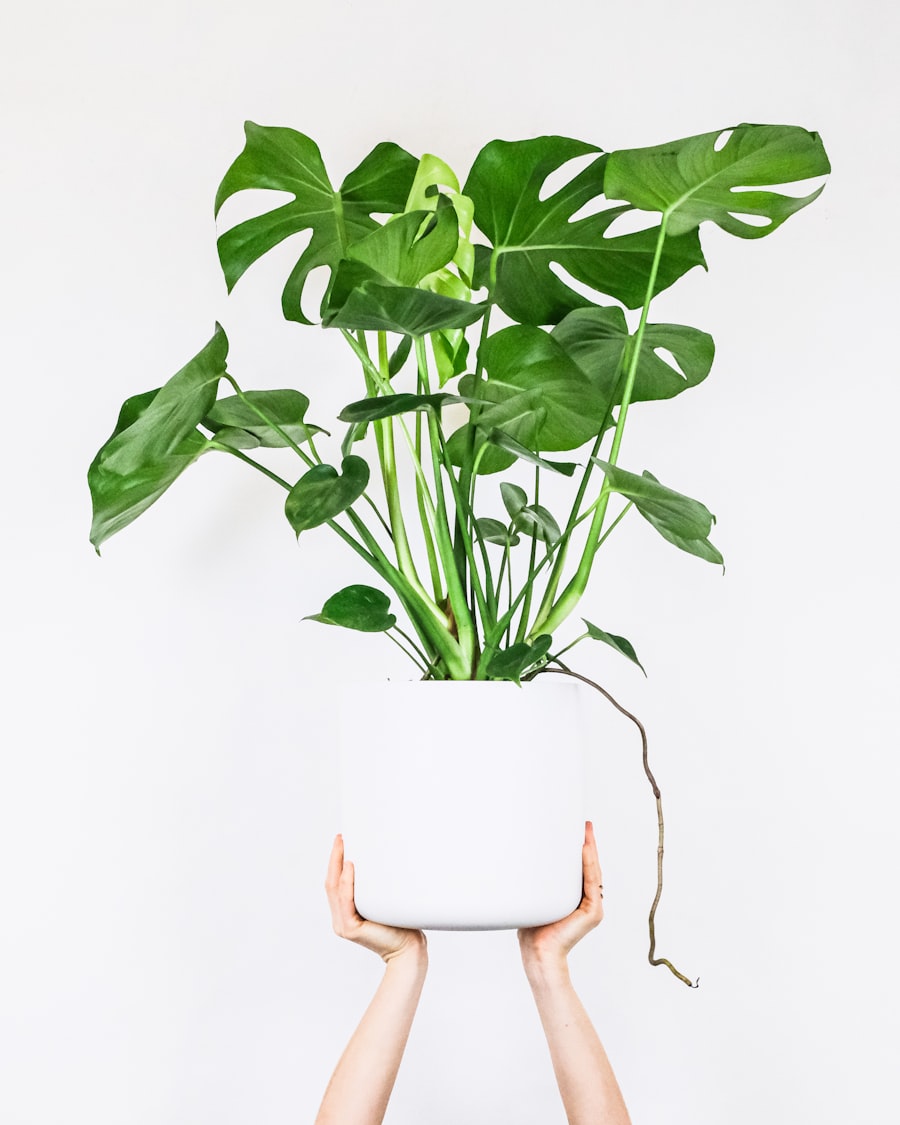 Monstera