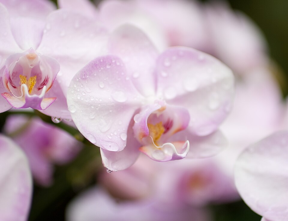 Orchid